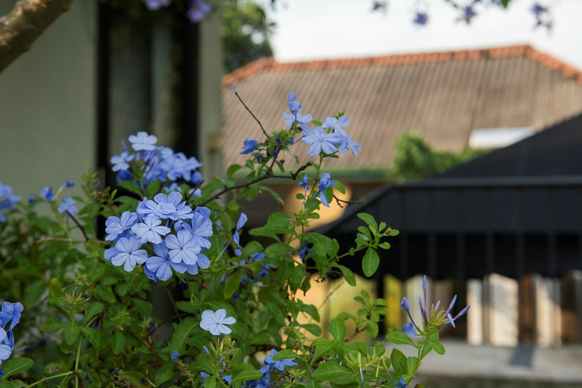 Villa Escondite - The Hotel Sri Jayewardenepura Kotte Eksteriør billede